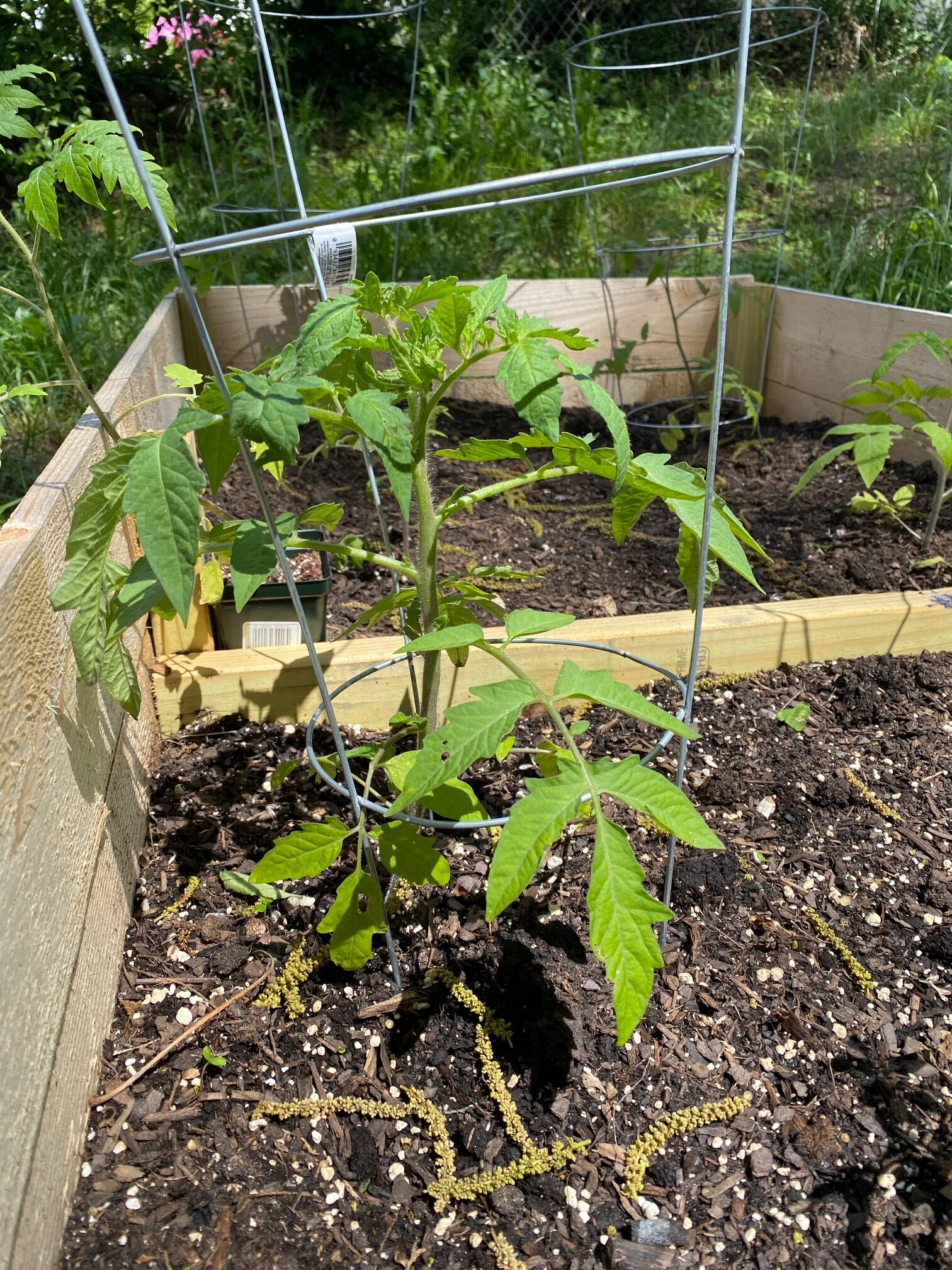 Small tomato plant in raised bed.