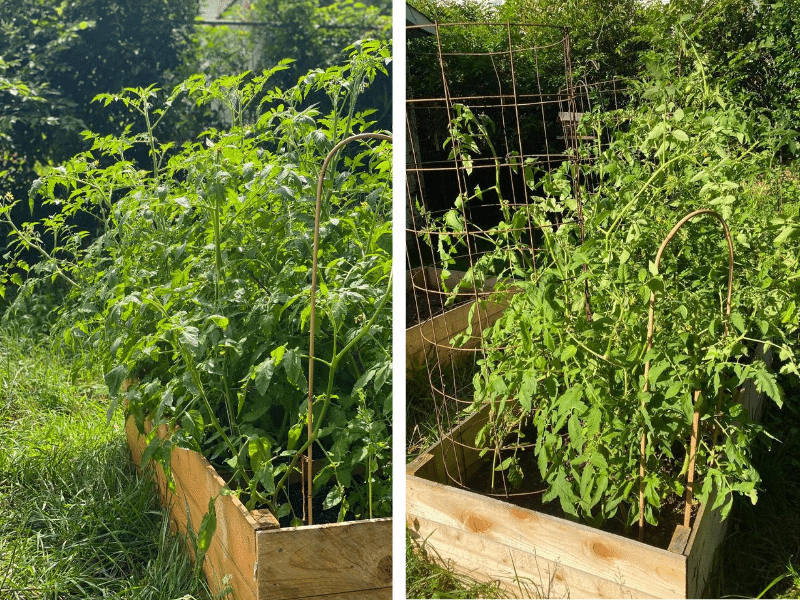 Two images showing tomato plants with and without cages.