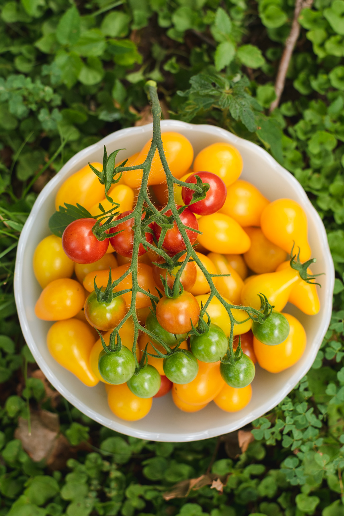 Yellow grape tomatoes and cherry tomatoes in white bowl.