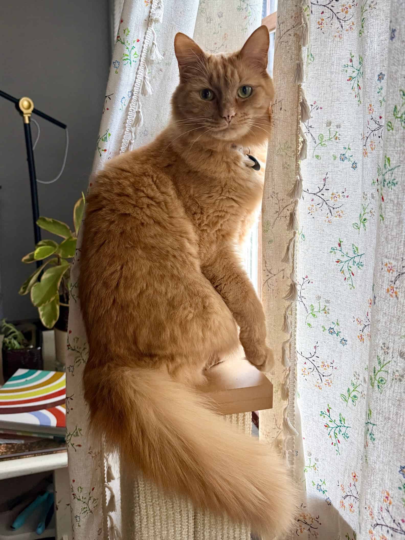 Orange cat sitting on a cat tree in front of a flowered curtain.