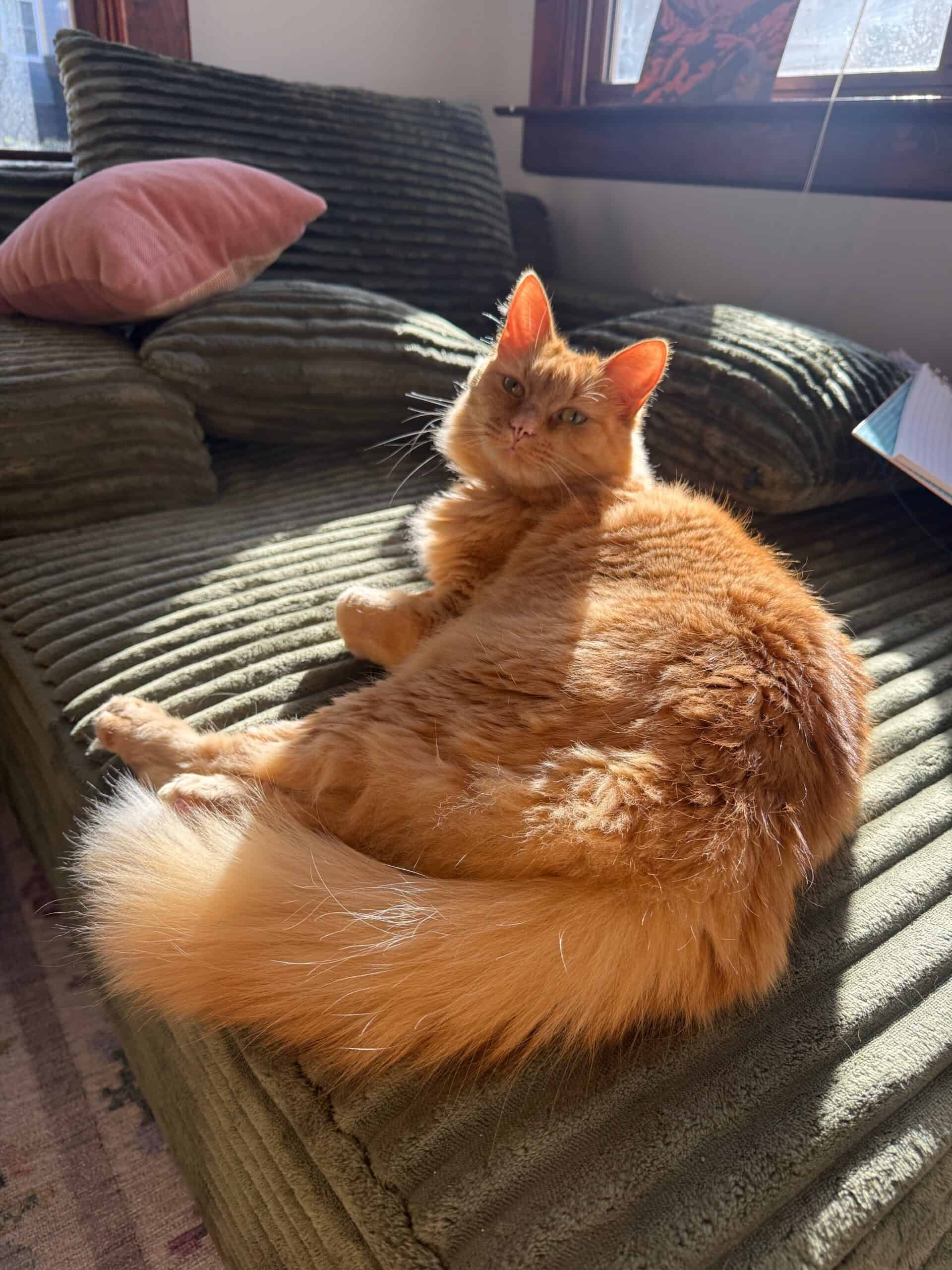 Orange cat resting on a green couch in the sun.