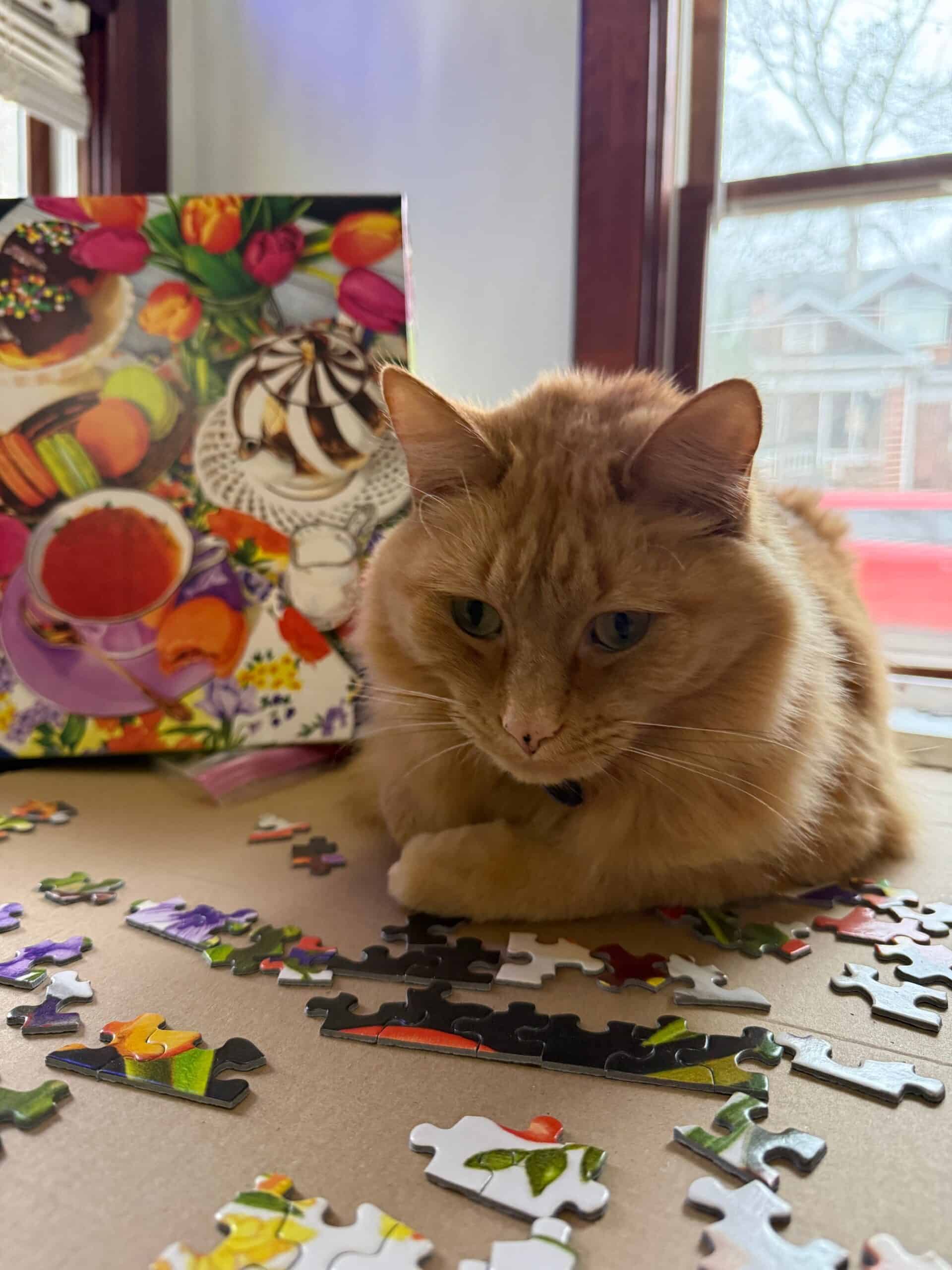 Orange cat sitting on a puzzle.