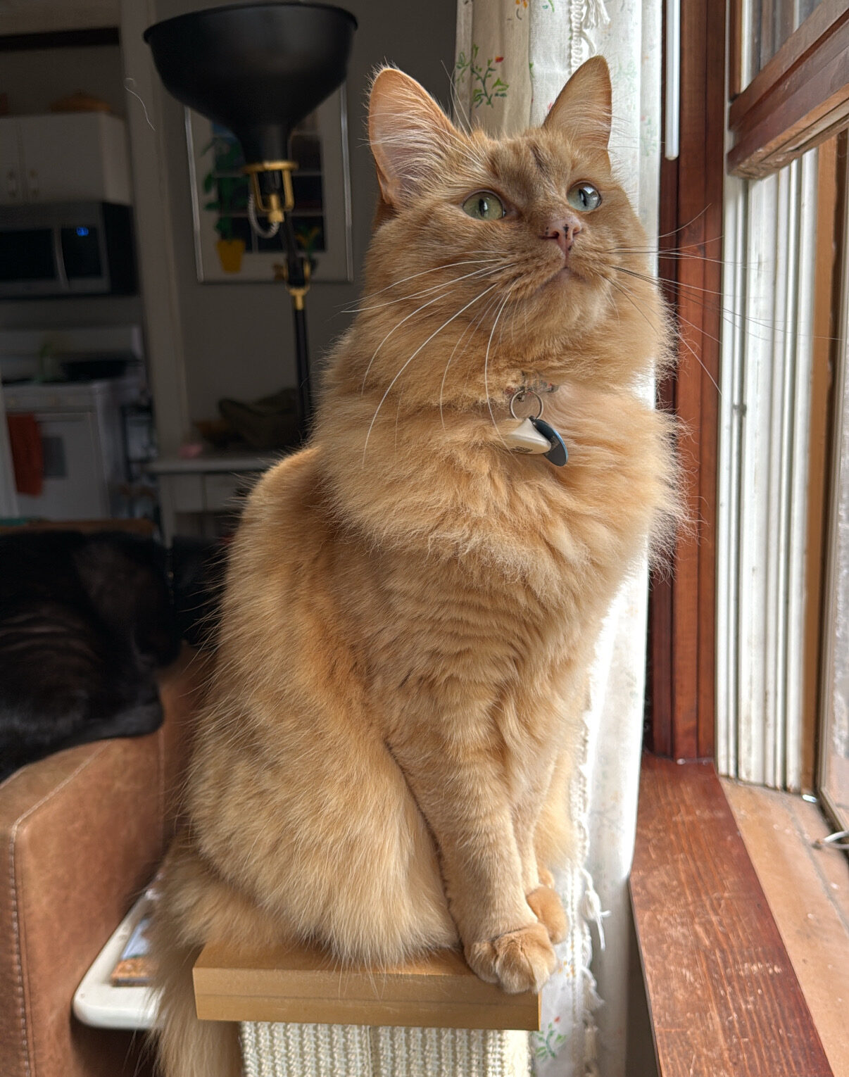 Fluffy orange cat sitting on a pedestal while looking proudly up.