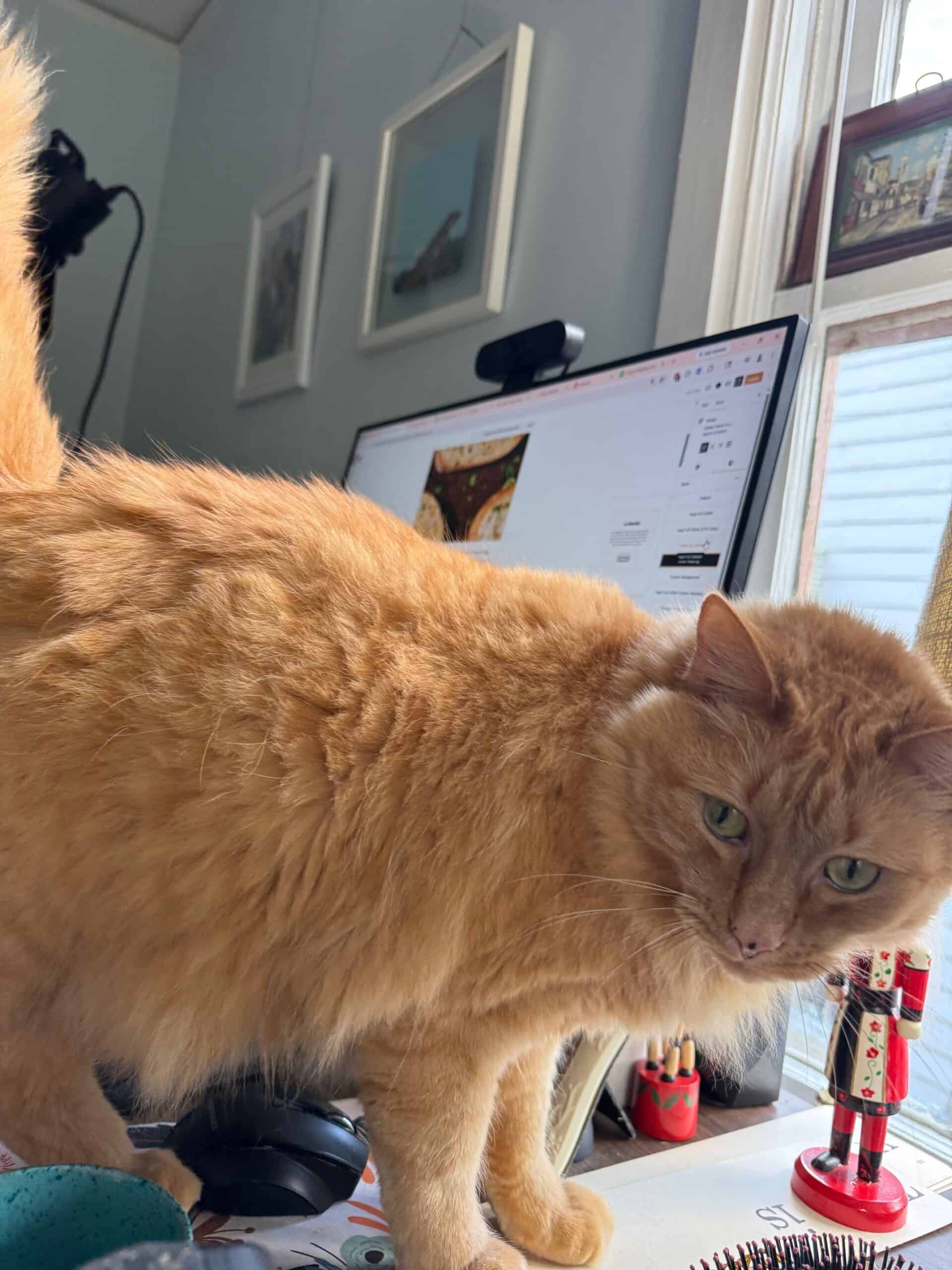 Orange cat on a desk with a computer in the background.
