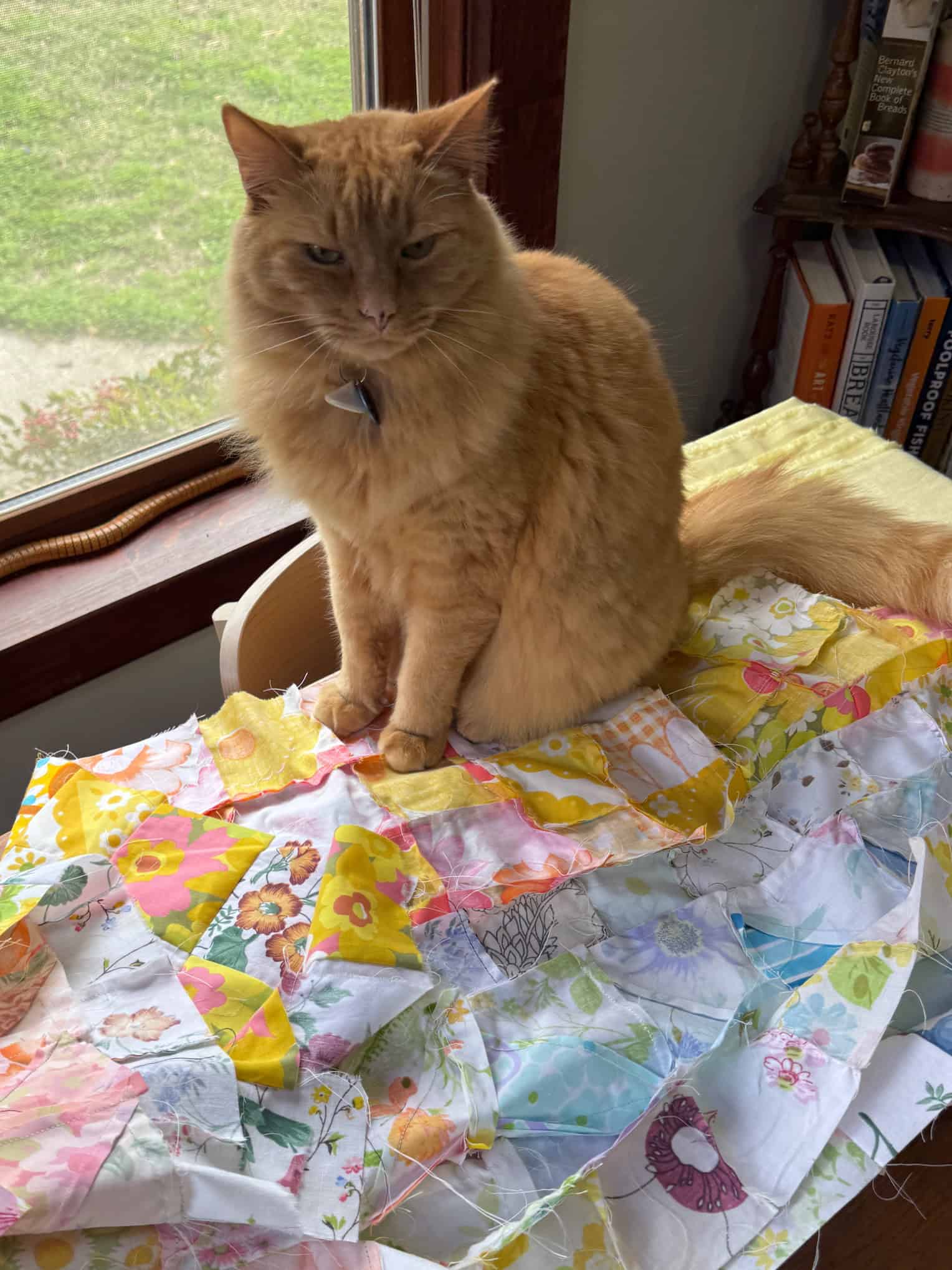 Orange cat sitting on a colorful pastel quilt topper.