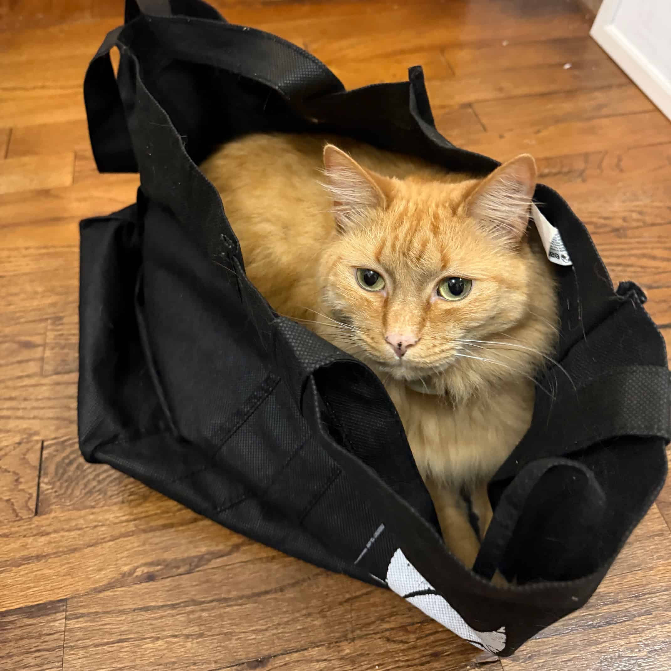 Orange cat in a black grocery bag on a wood floor.