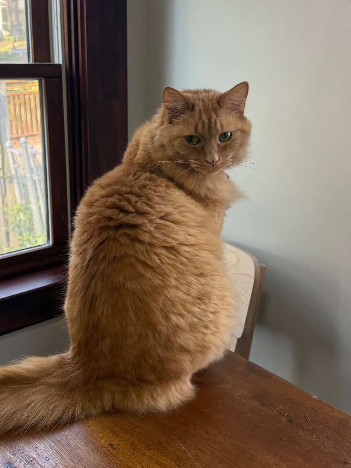 Fluffy orange cat sitting on a wood table and looking over his shoulder at the camera.