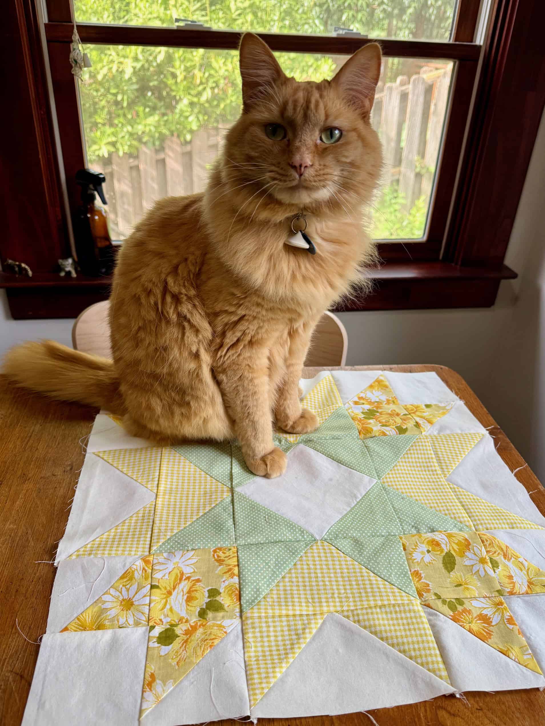 Orange cat sitting on a green and orange quilt square in the pattern of a star.
