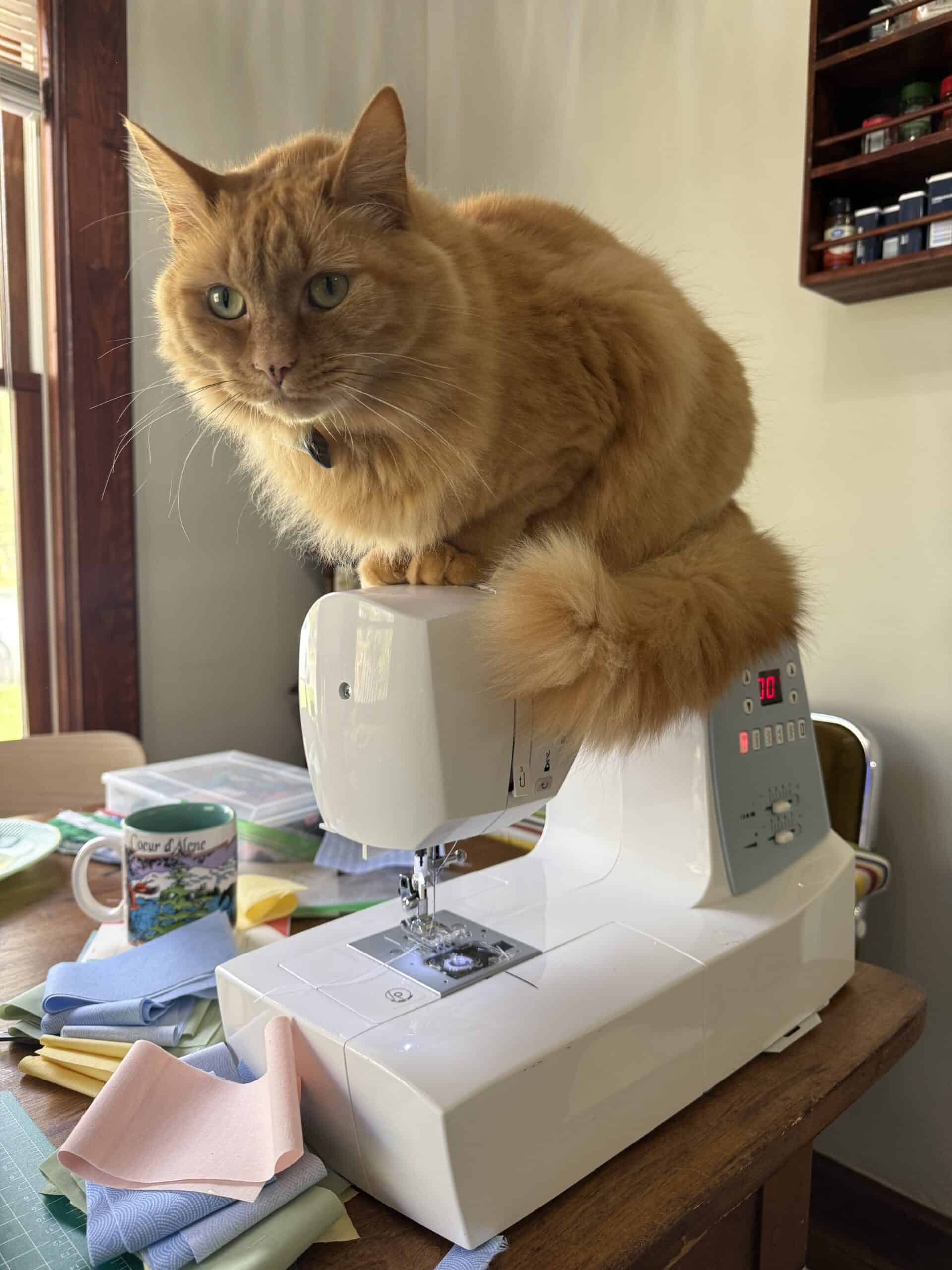 Orange cat perched on a sewing machine.