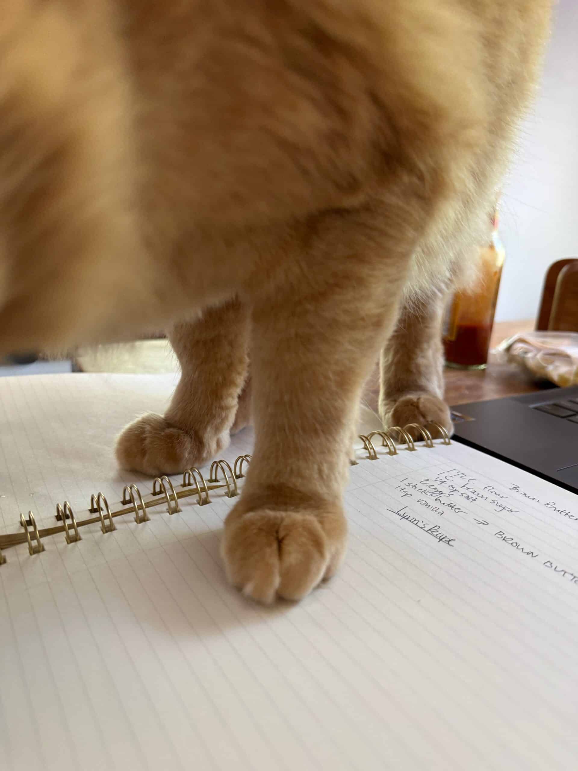 Close up of orange at paws on a lined notebook with recipe notes.