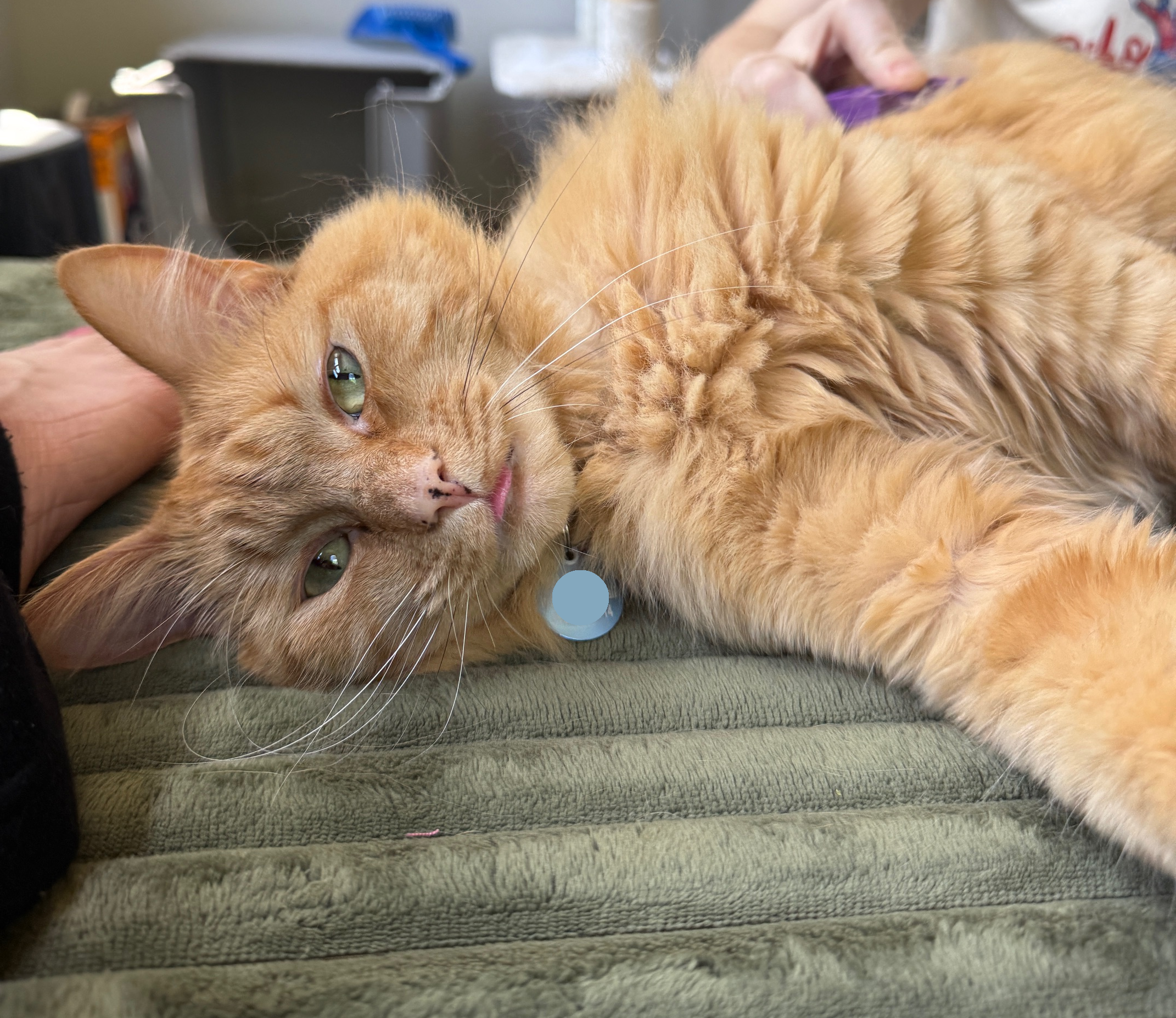 Close up of a fluffy orange cat on a green couch with his tongue sticking out.