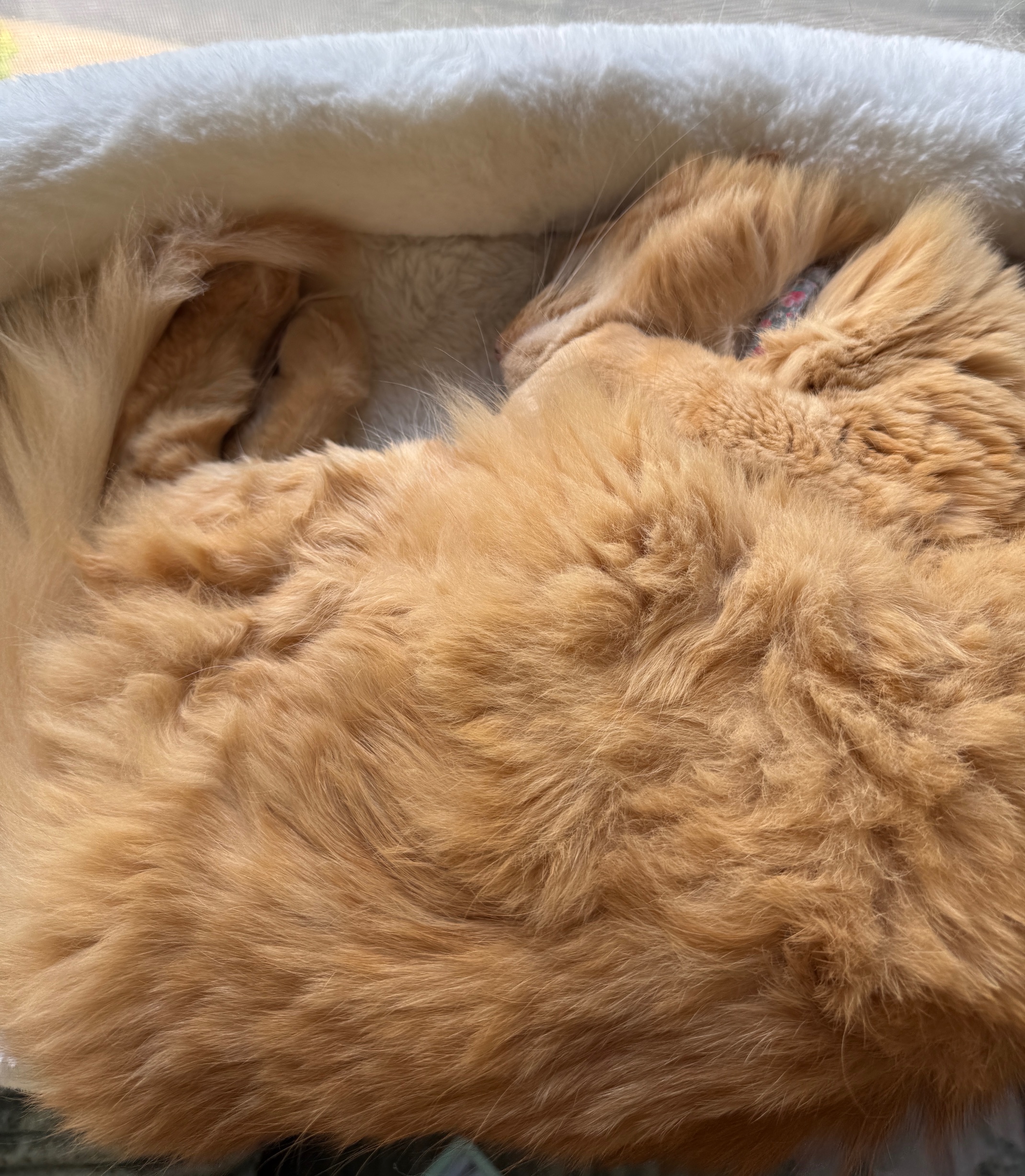Close up of fluffy orange cat resting in a white fluffy window seat.