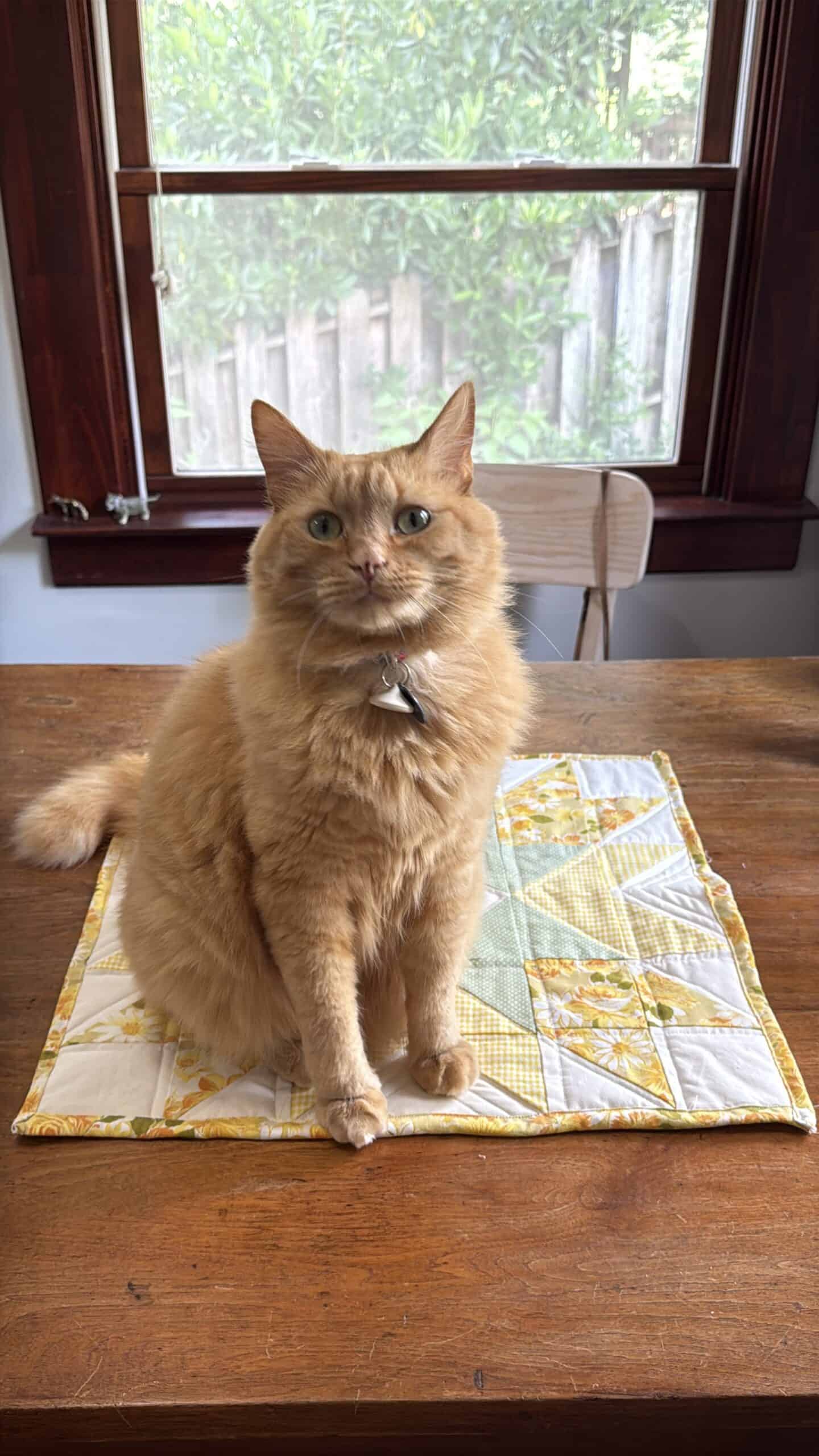 Orange cat looking up expectantly while sitting on a green and yellow quilt square on a wooden table.