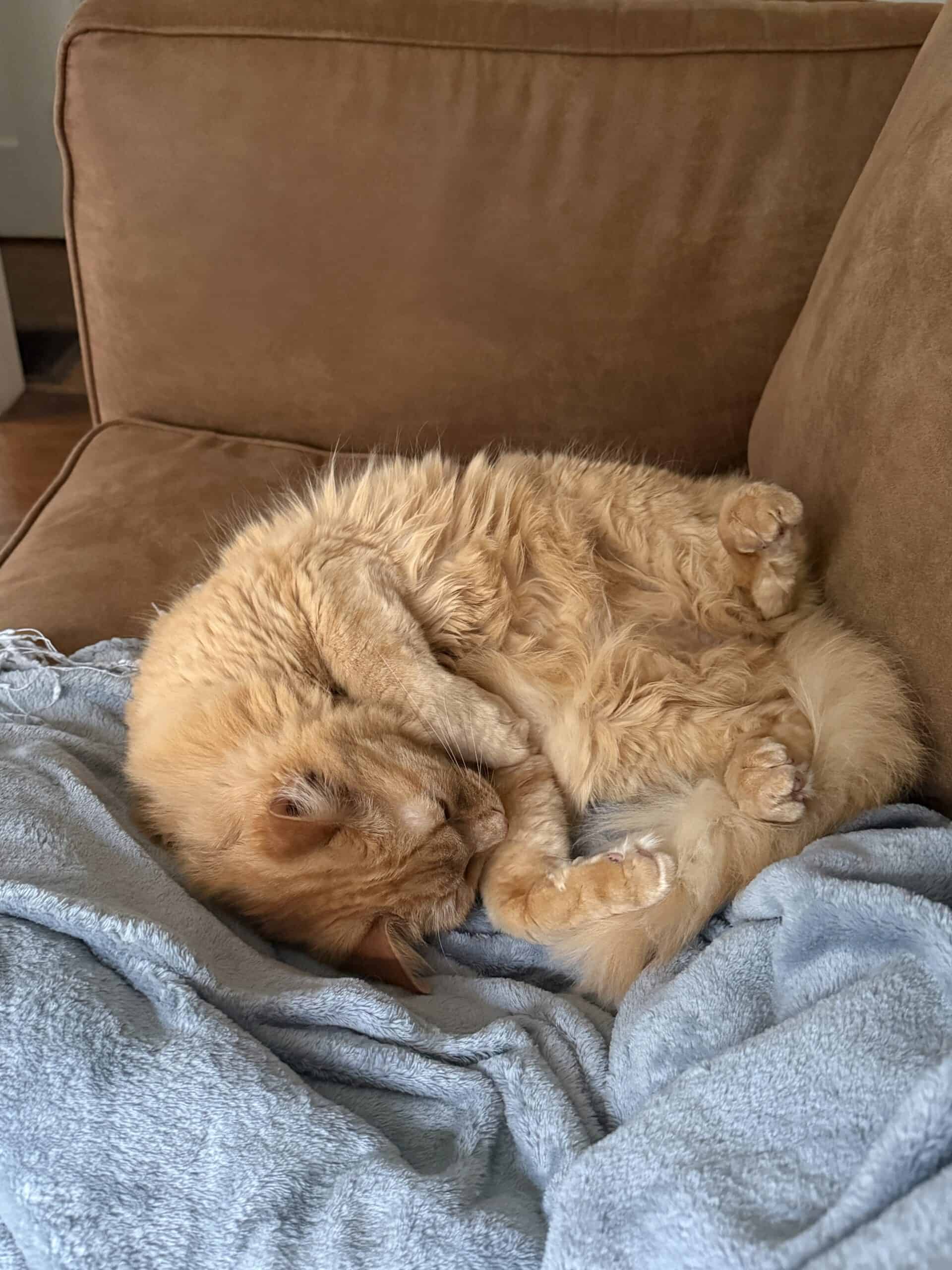 Orange cat scrunched up with belly exposed on a blue blanket and faux leather couch.