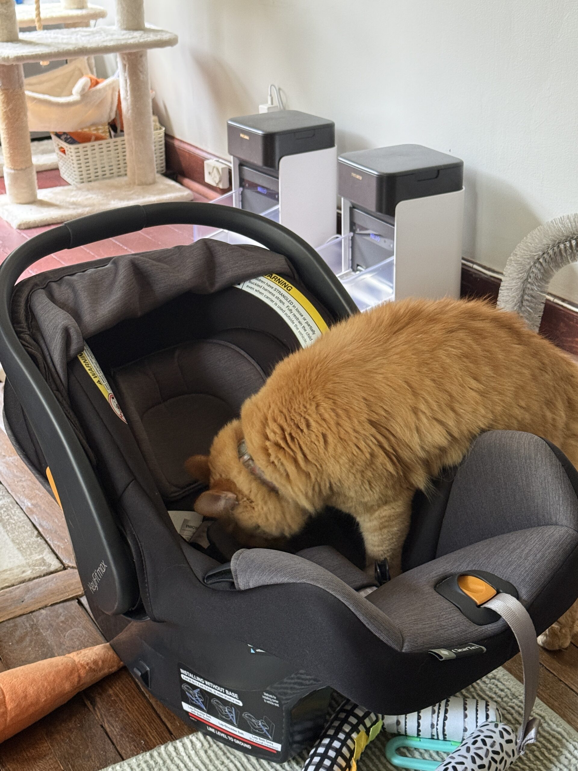 Orange cat climbing into an empty baby carseat that's on the floor.