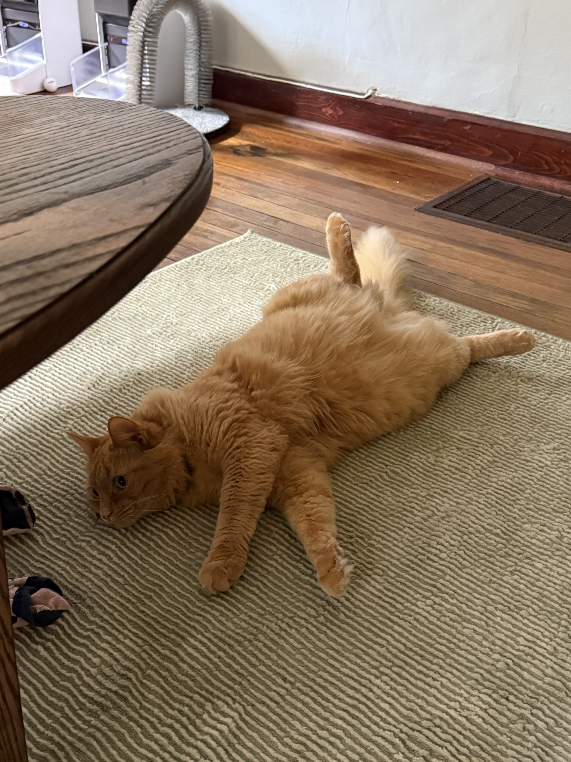 Orange cat laying with stomach on the ground and legs up in the air.