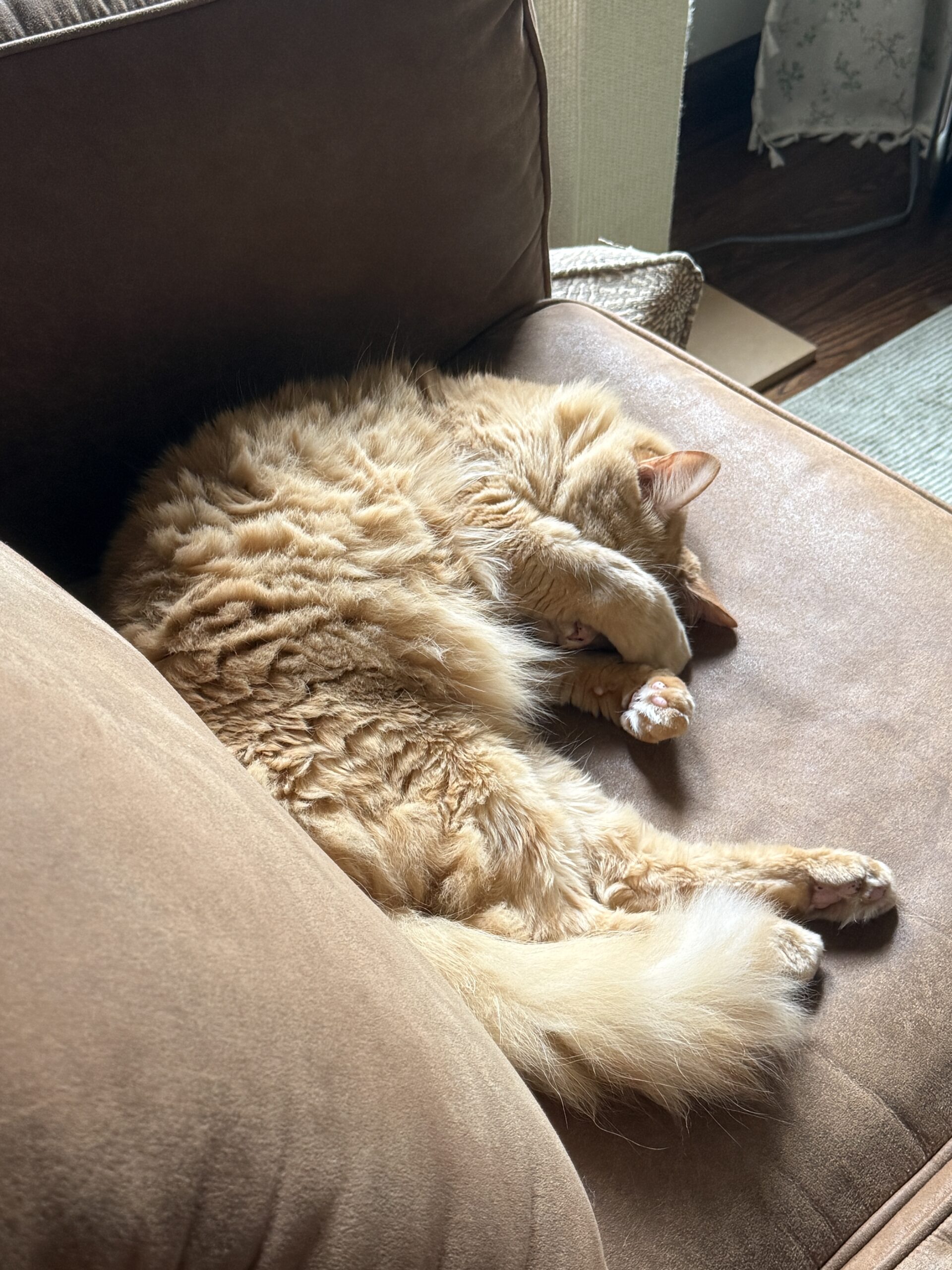 Orange cat laying on a couch with his face covered by his paws.