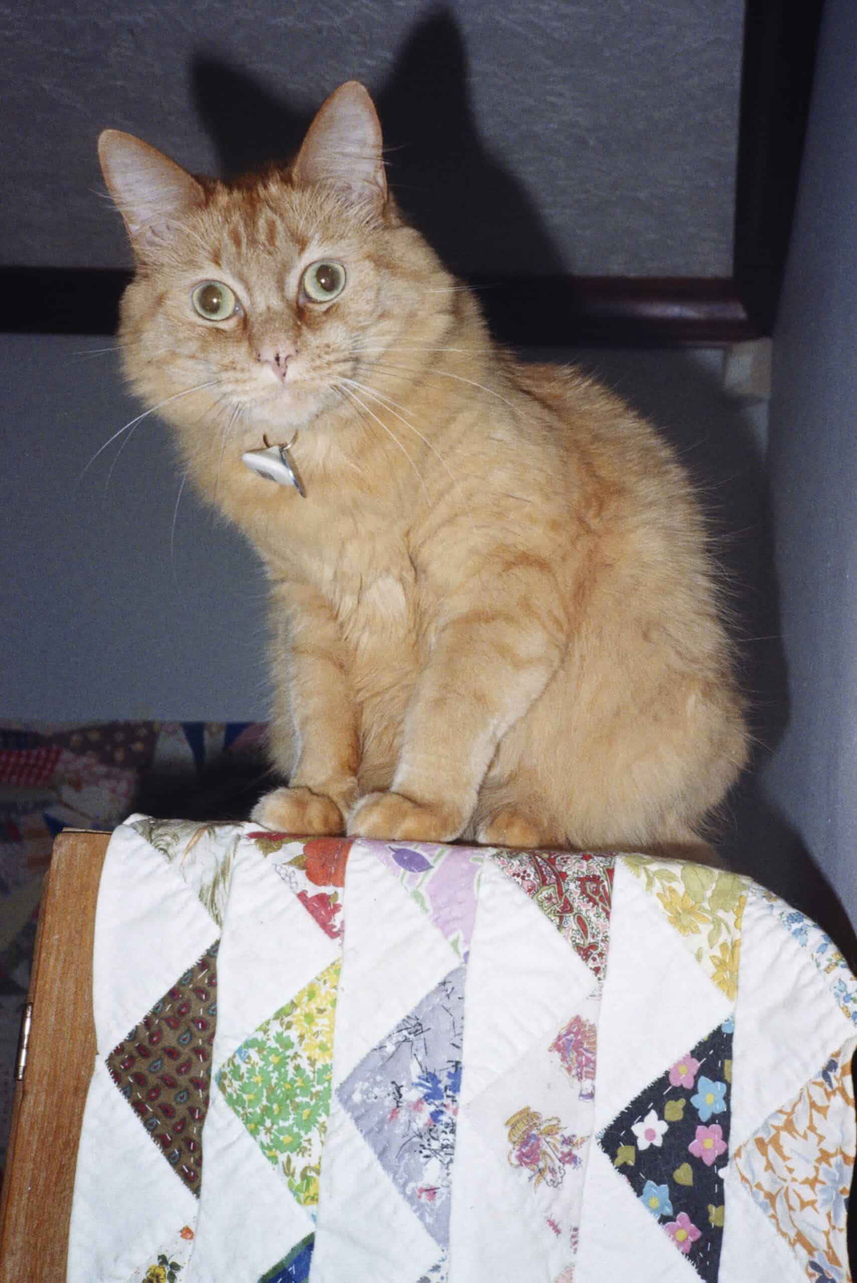 A flash photo of an orange cat staring with wide eyes at the camera as his shadow looms large in the background.