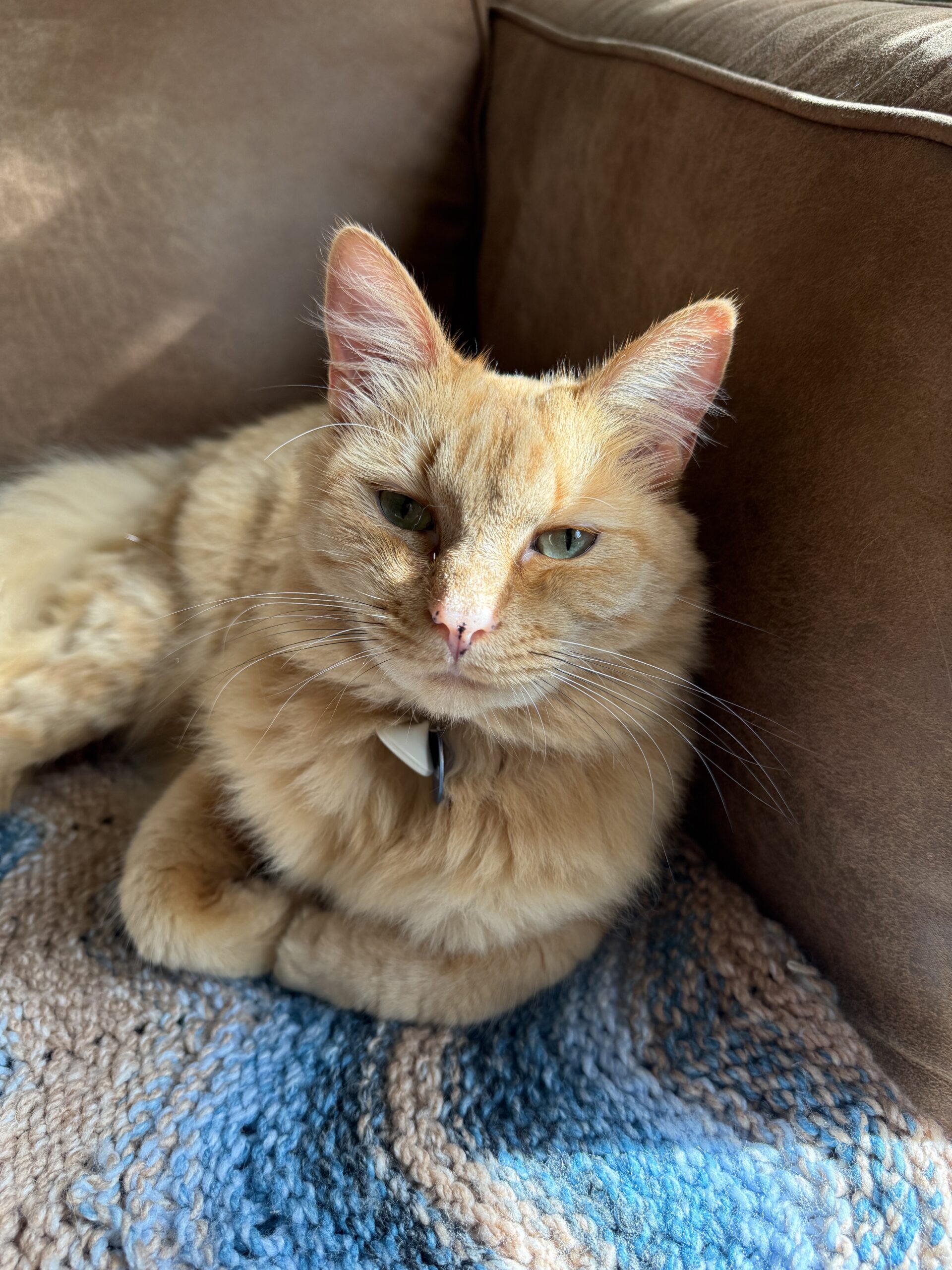 Orange cat on a blue knit blanket looking up dreamily at the camera.