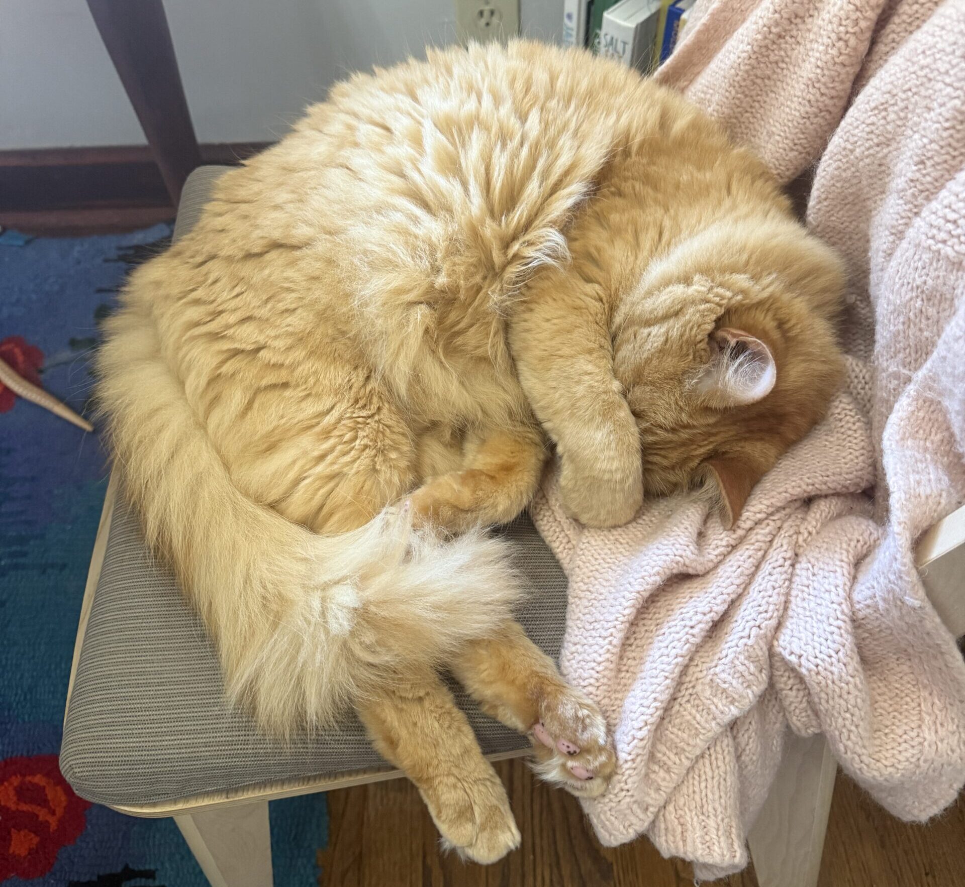 An orange cat lays curled up on a chair and a pink sweater.