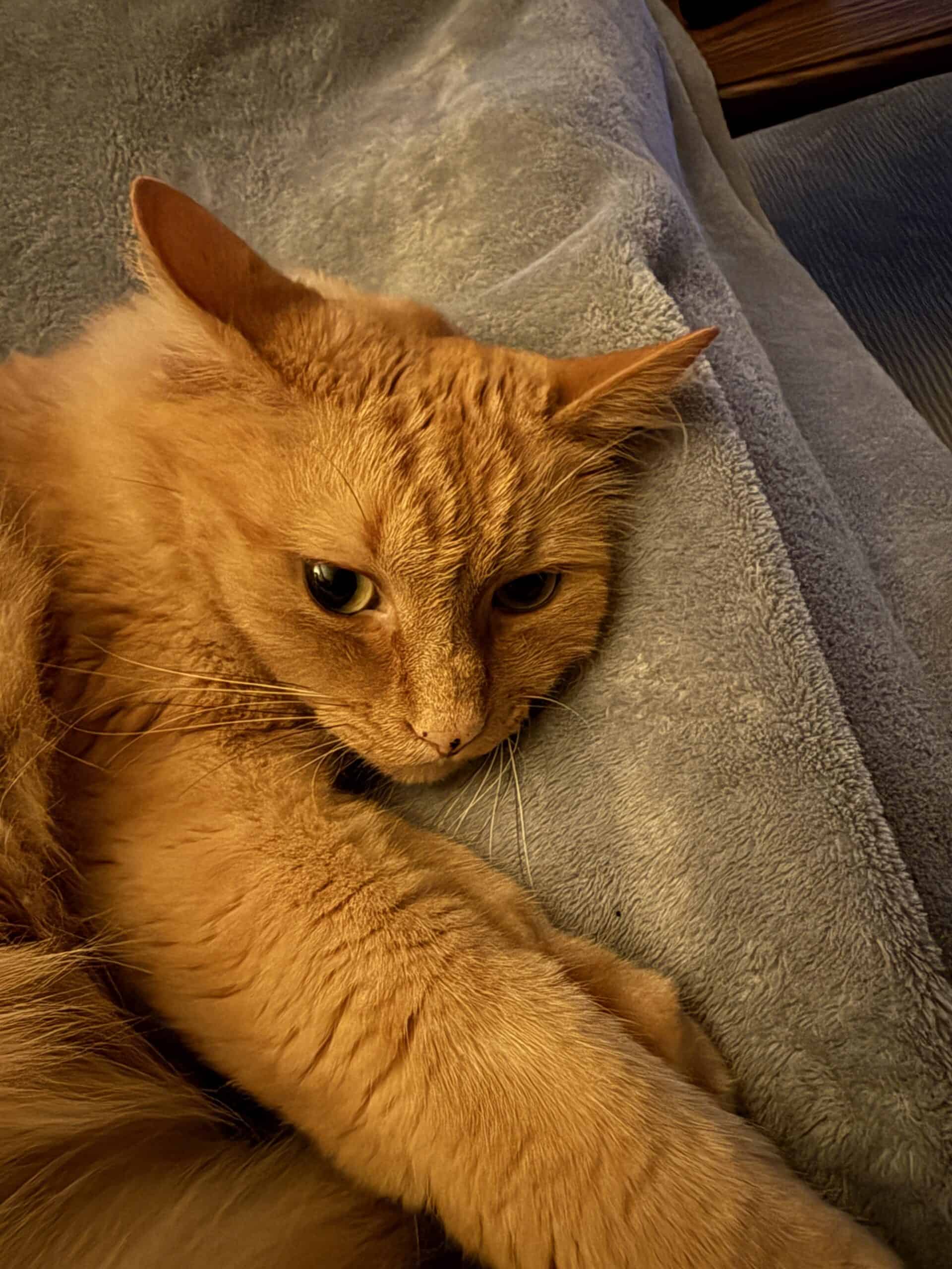 Orange cat with ears back and arm filling half of the photo.